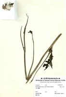 藏品(黃花三七草)的圖片